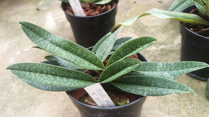 Paphiopedilum primulinum x micranthum 1.jpg