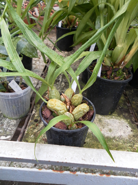 Coelogyne cristata.jpg