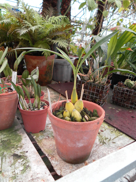 Botriochillus bellus.jpg