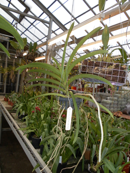 Ascocenda Fuchs Spotted Cats.jpg