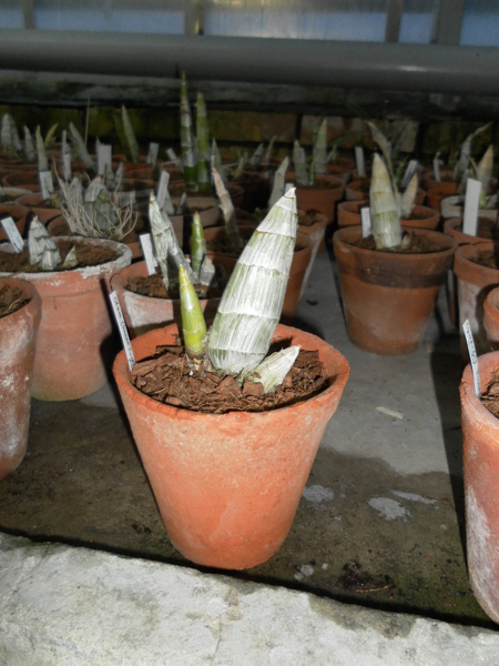 Catasetum Suzan Fuchs x Joao Stivalli x Suzan Fuchs.jpg