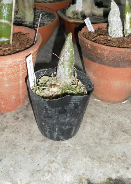 Cycnodes Jumbo Puff.jpg