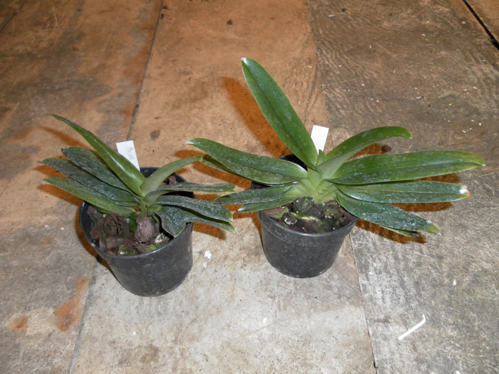 PAPHIOPEDILUM ST SWITHIN X EMERSONII.jpg