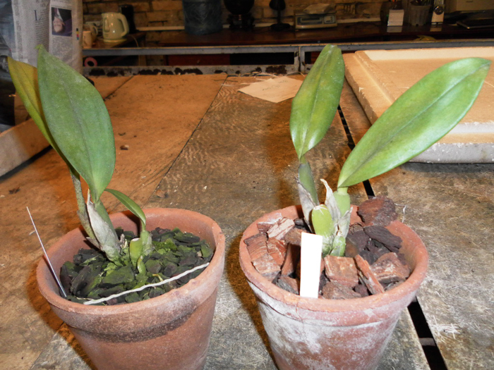 Trichopilia marginata × suavis.jpg