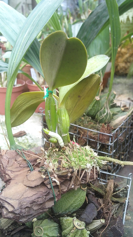Cattleya warneri caerulea x Laelia praestans caerulea.jpg