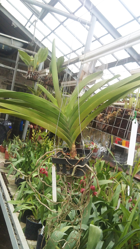 Vanda Lenavat x Vanda Taweesuksa.jpg