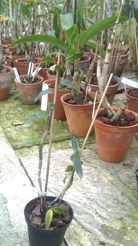 Dendrobium Victoria reginae.jpg