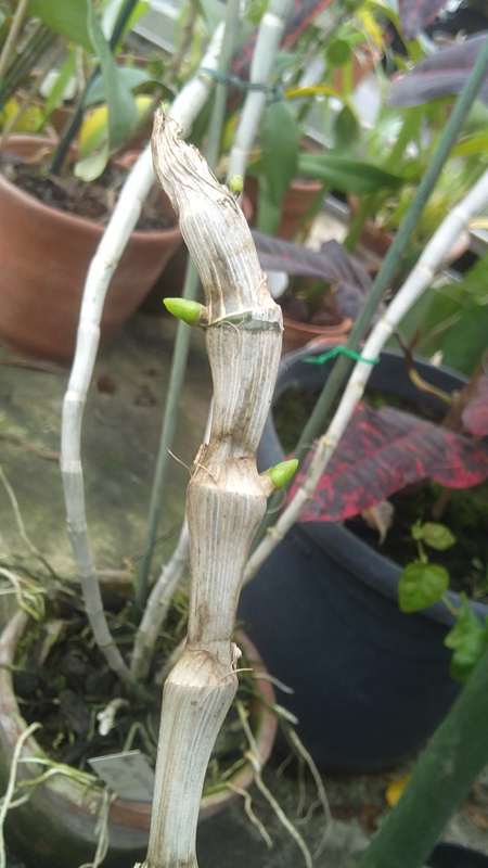 Dendrobium wardianum.jpg