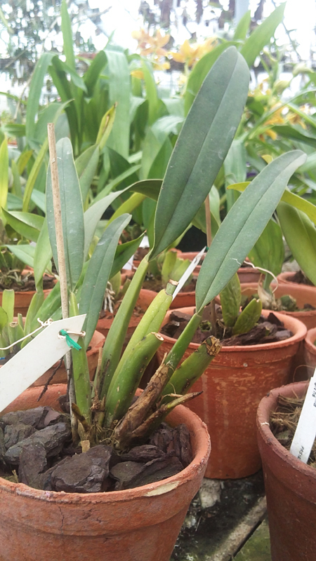 Trichopilia gracilis.jpg