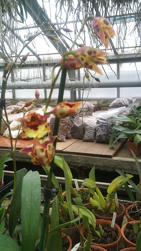 Wilsonara Anaway Augie.jpg