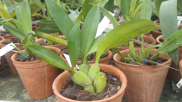 Trichopilia tortillis.jpg