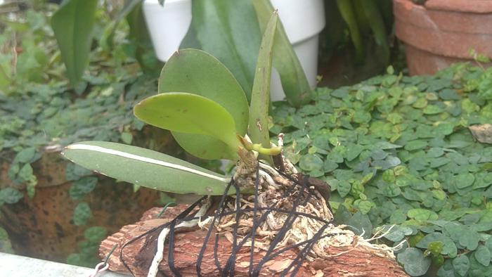 Trichocentrum albococcineum.jpg