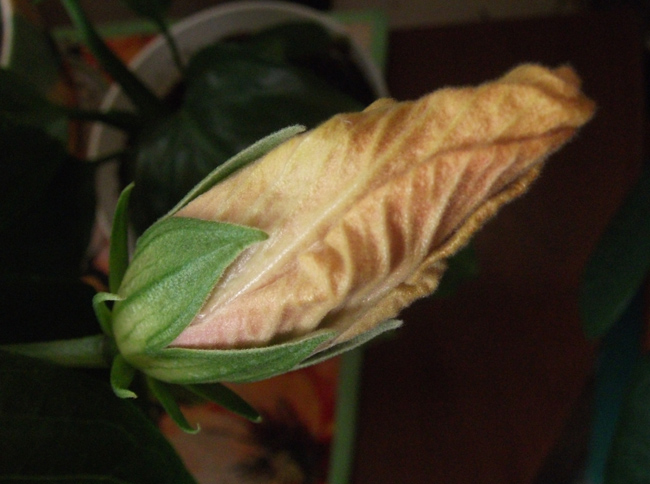 Красапецкий бутон