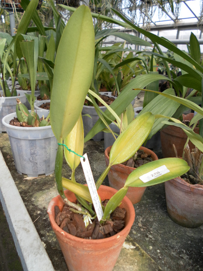 Cattleya labiata caerulea Bastiao × Cattleya labiata caerulea Lourival.jpg