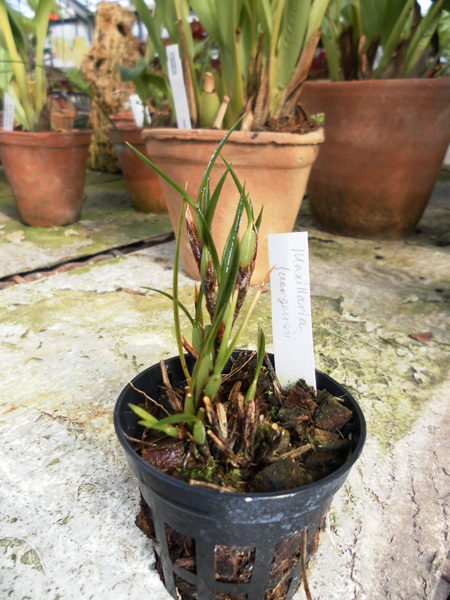 Maxillaria juergensii.jpg