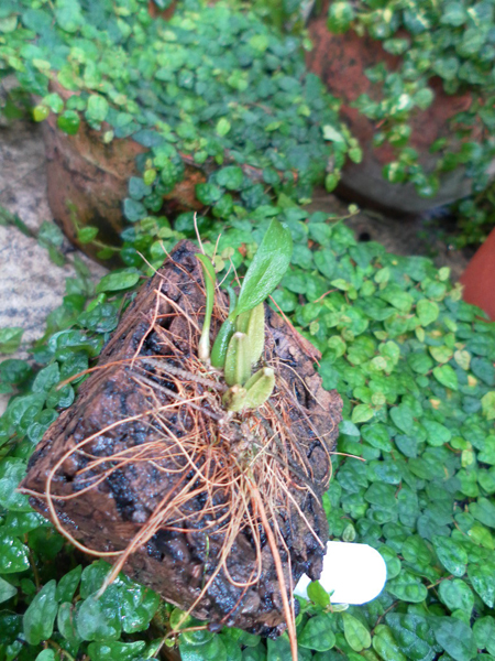 Bulbophyllum maguilingense.jpg