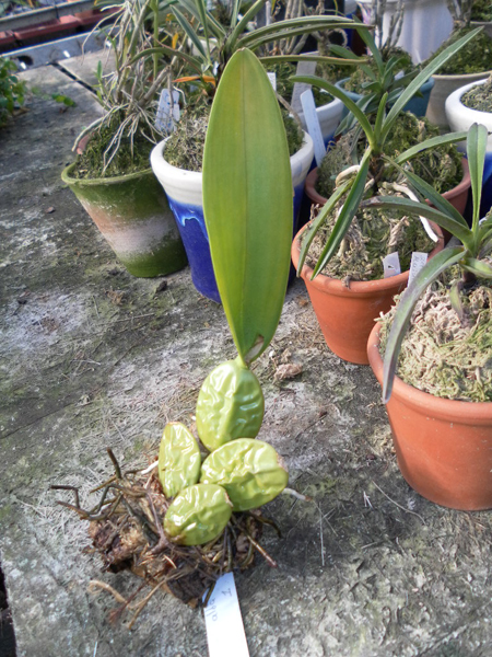 Laelia rubescens alba.jpg