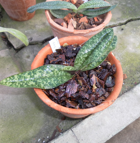 Paphiopedilum jackii x armeniacum.jpg