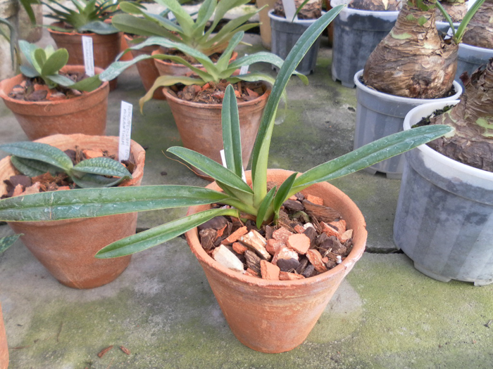 Paphiopedilum wilhelminae.jpg