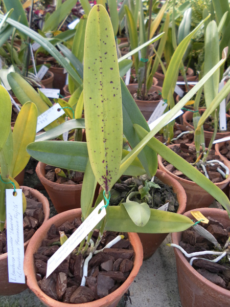 Laelia tenebrosa vinicolor Eduardo x Laelia tenebrosa Fumacina Fujita.jpg