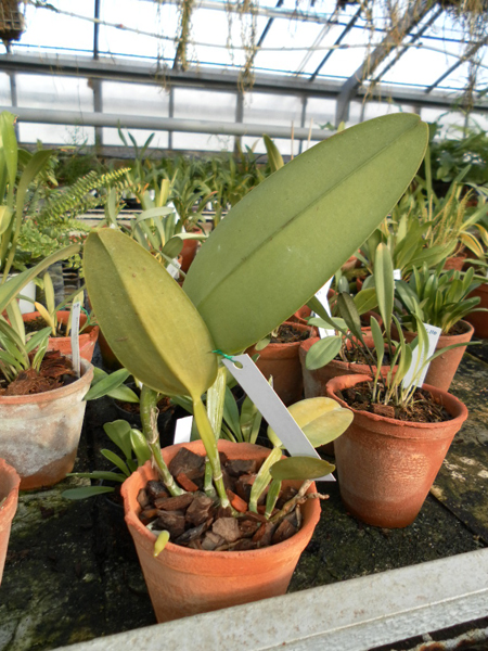 Cattleya warneri alba Alvinha x Cattleya warneri semi alba integra orlata.jpg