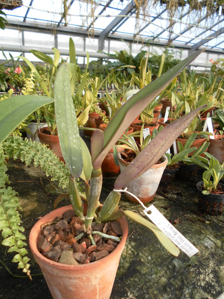Cattleya labiata Vera Cristina x Cattleya labiata lilas Borges.jpg