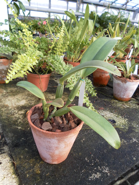 Cattleya lueddemanniana caerulea Ssique x Murillo x Cattleya lueddemanniana caerulea Mariauxi x Amparo.jpg