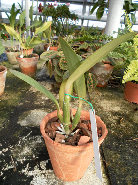 Cattleya lueddemman caerulea Siquesique x Amparo x Cattleya l escura Guacamuco.jpg