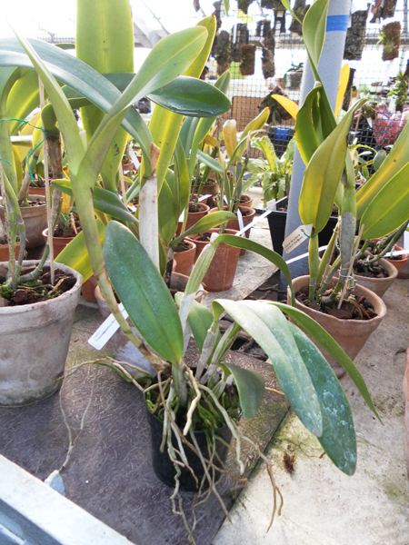 Cattleya intermedia x lawrenceana x luddemaniana dark.jpg