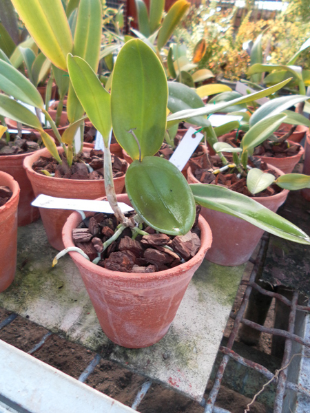 Laeliocattleya Cariads Mini Quinee.jpg