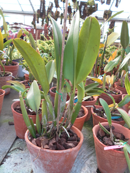 Laeliocattleya Chan Hsiu Jewel San Mei.jpg