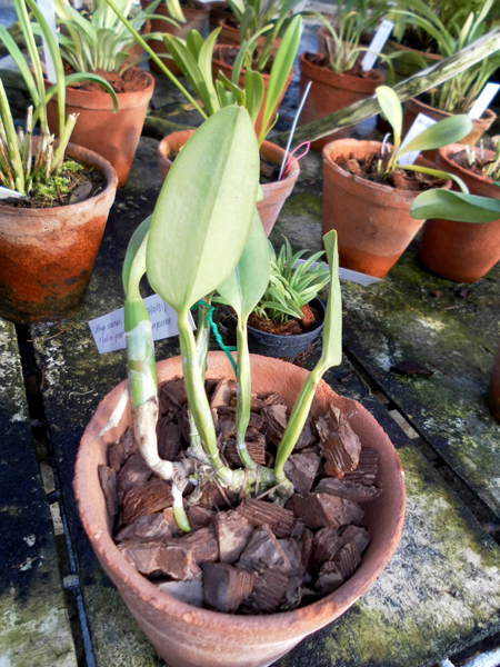 Cattleya warneri integra x Laelia praestans atropurpurea.jpg
