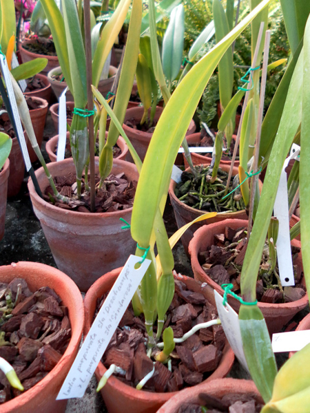 Laelia purpurata semi alba Deschamps x Laelia purpurata semi alba Sindarosa.jpg