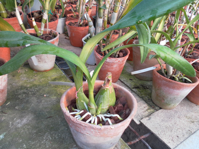 Encyclia candollei.jpg