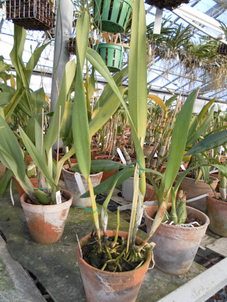 Laelia purpurata Seideliana sanguinea.jpg