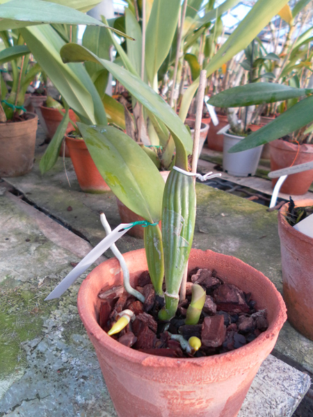 Cattleya warneri orlata flameada x Cattleya warneri integra flameada.jpg