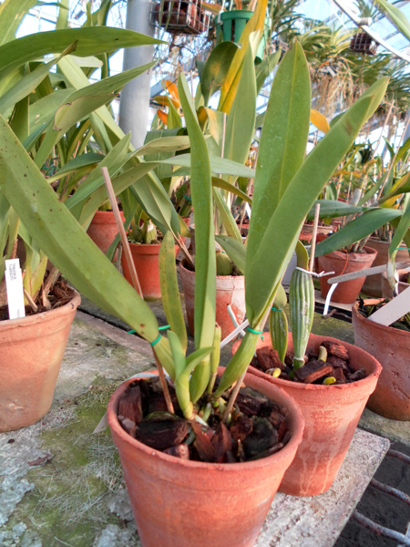 Laelia lobata alba.jpg