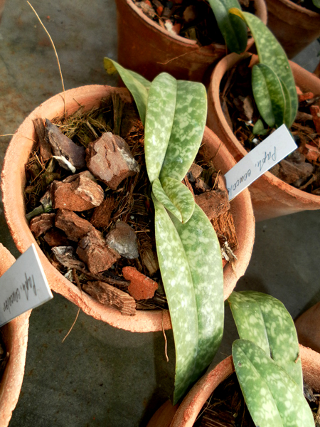Paphiopedilum concolor.jpg