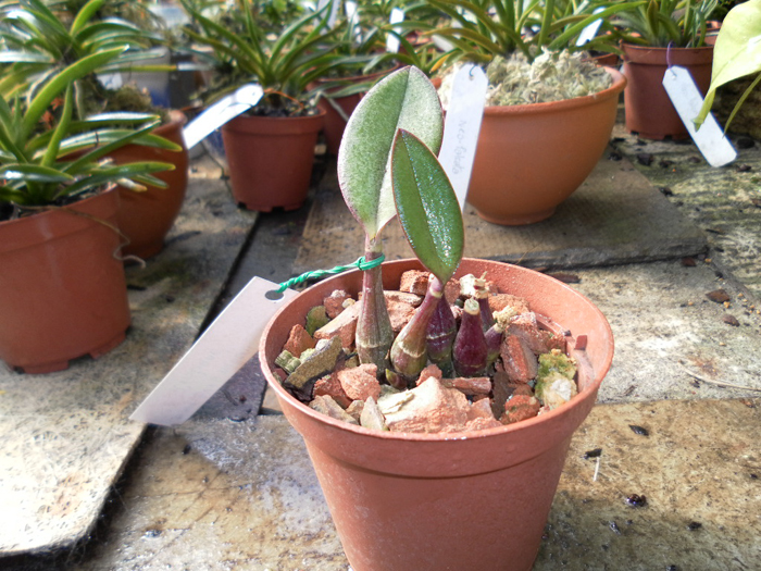 Laelia millerii BV x Laelia millerii Cristiane 1.jpg