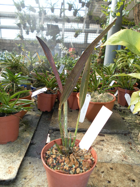 Laelia cinnabarina.jpg