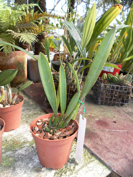 Laelia gloedeniana 1.jpg