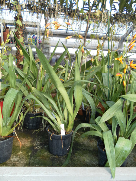 Wilsonara Anaway Augie.jpg