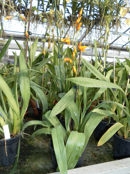 Wilsonara Stirling Tiger.jpg