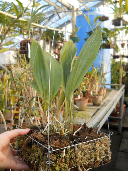 Stanhopea jenischiana 220.jpg