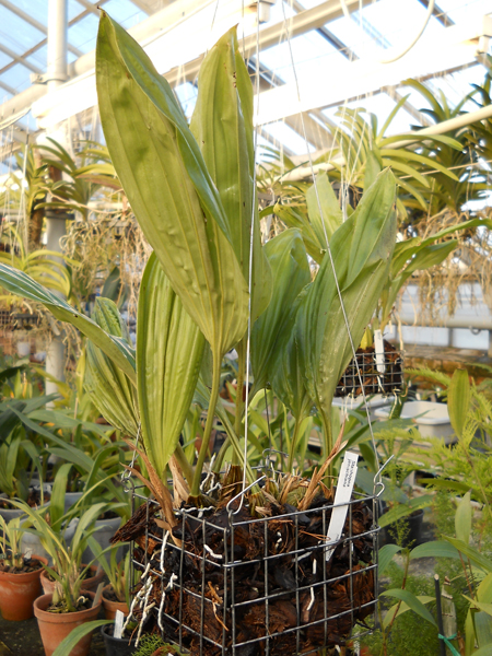 Stanhopea jenischiana 320.jpg