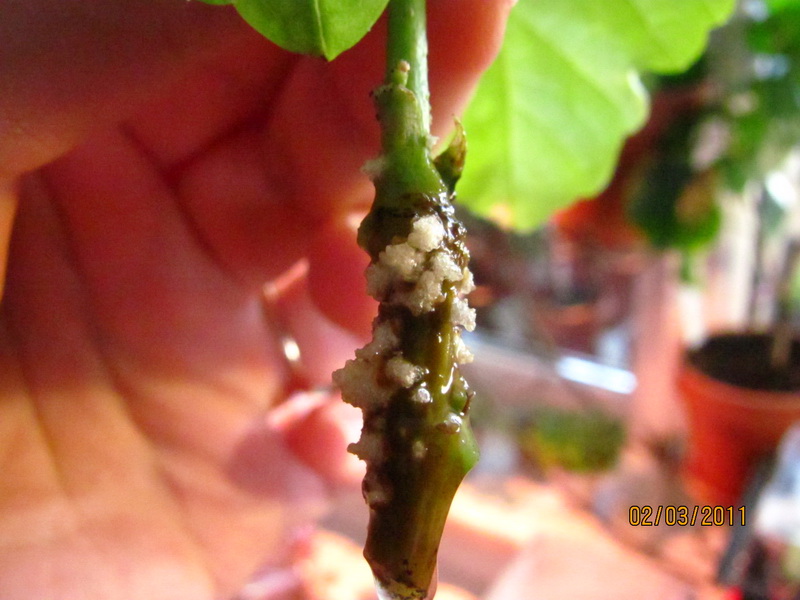 цветочки 028.jpg