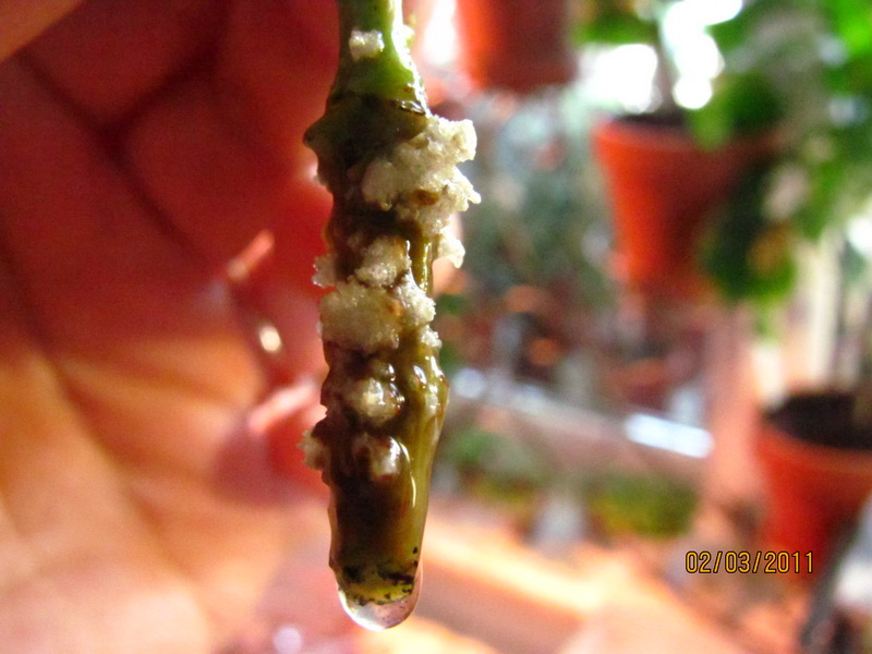 цветочки 029.jpg