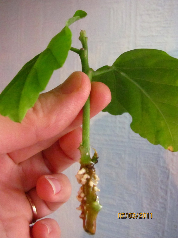 цветочки 031.jpg