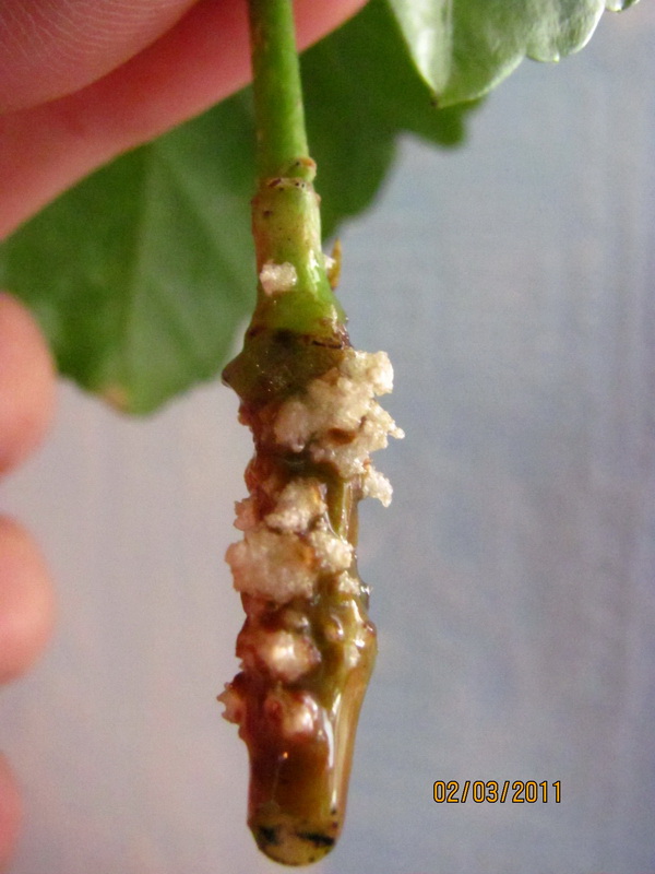 цветочки 032.jpg