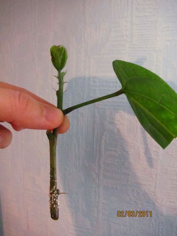 цветочки 035.jpg